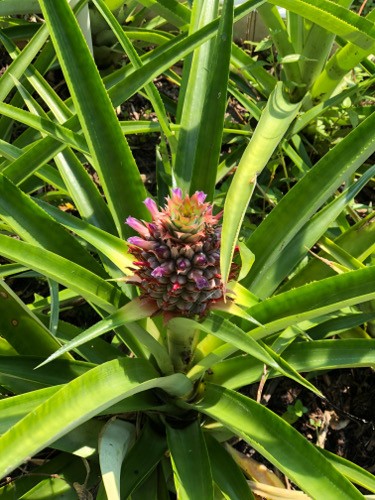 Pineapple time Pineapple time